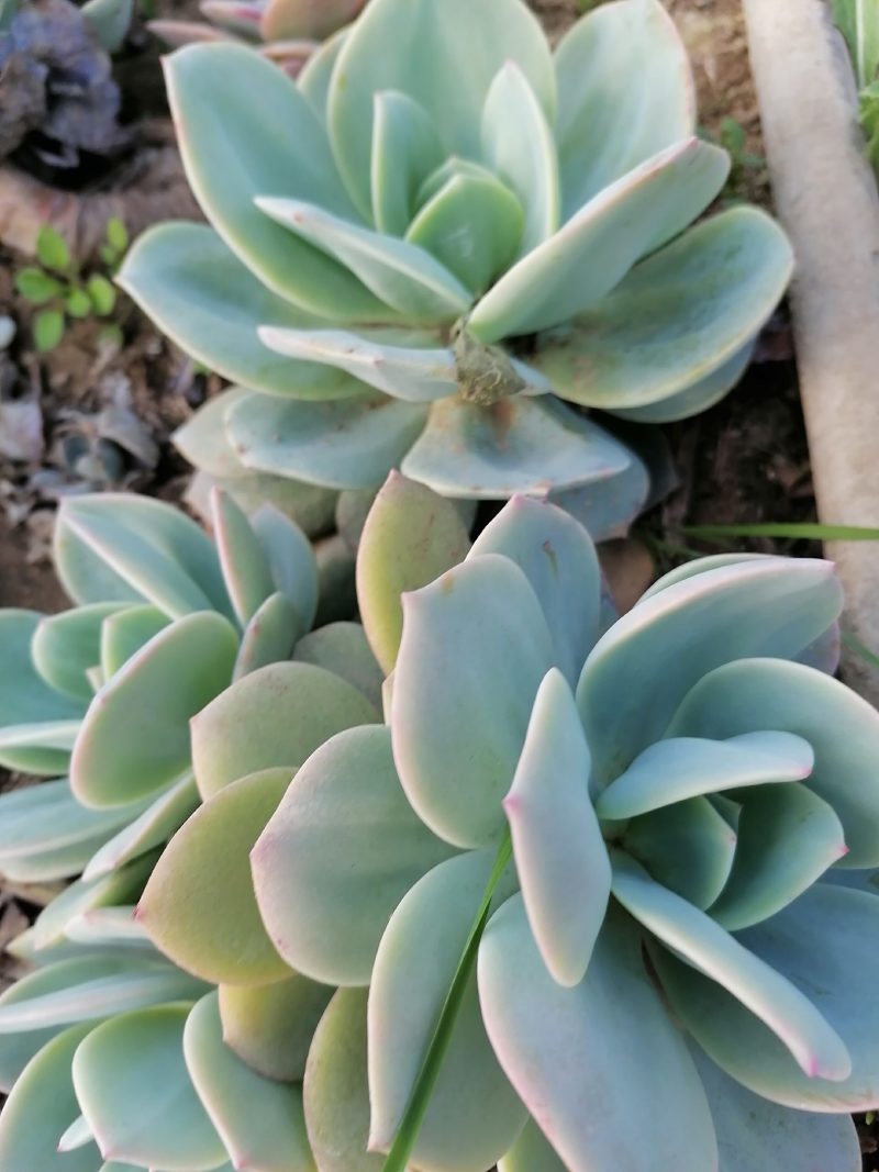 白凤，自然群生整桩无砍手捧老桩，自己大掤种植基地直发货，
