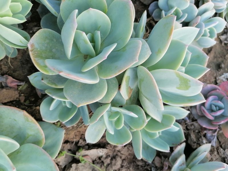 白凤，自然群生整桩无砍手捧老桩，自己大掤种植基地直发货，