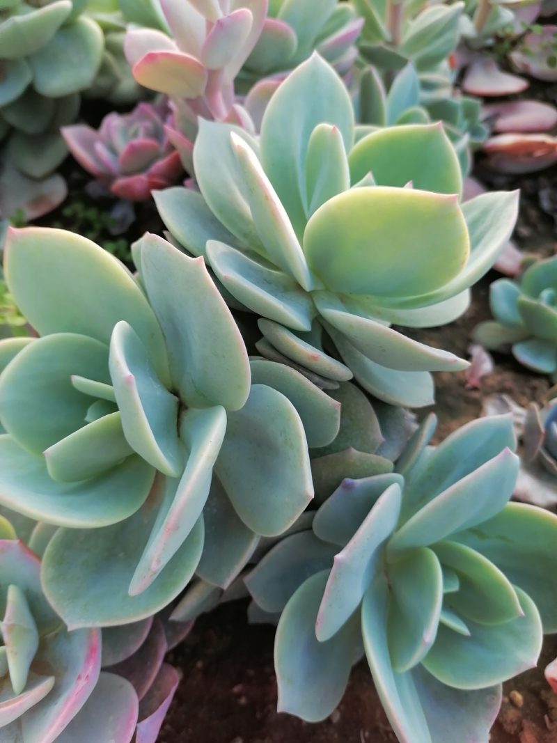 白凤，自然群生整桩无砍手捧老桩，自己大掤种植基地直发货，