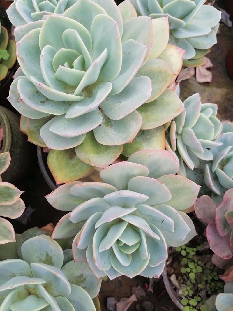 白凤，自然群生整桩无砍手捧老桩，自己大掤种植基地直发货，