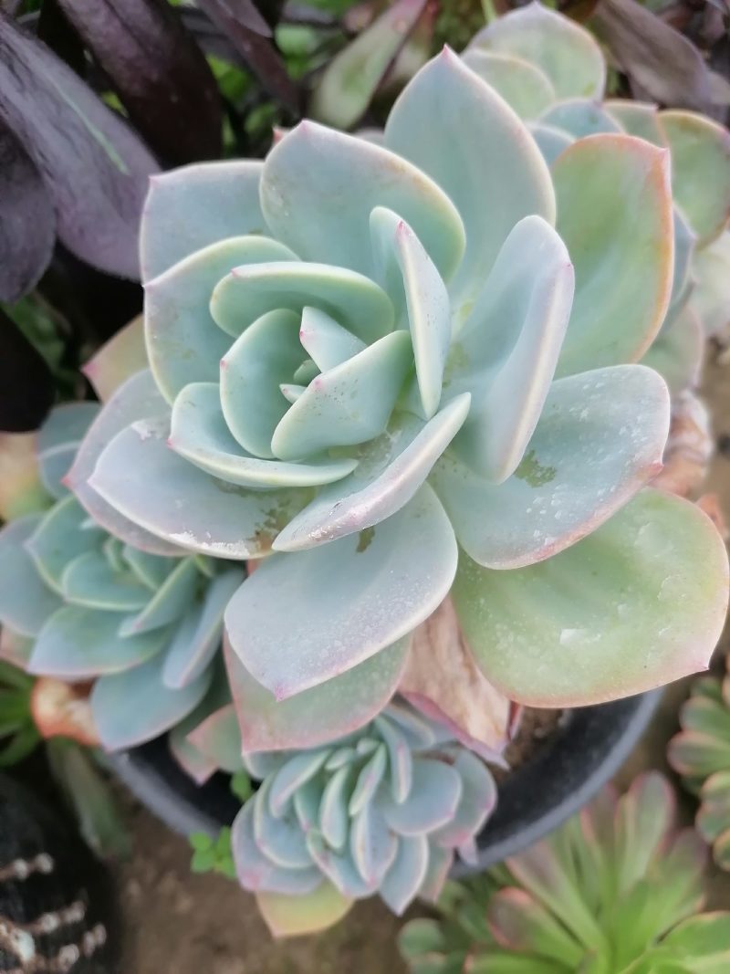 白凤，自然群生整桩无砍手捧老桩，自己大掤种植基地直发货，