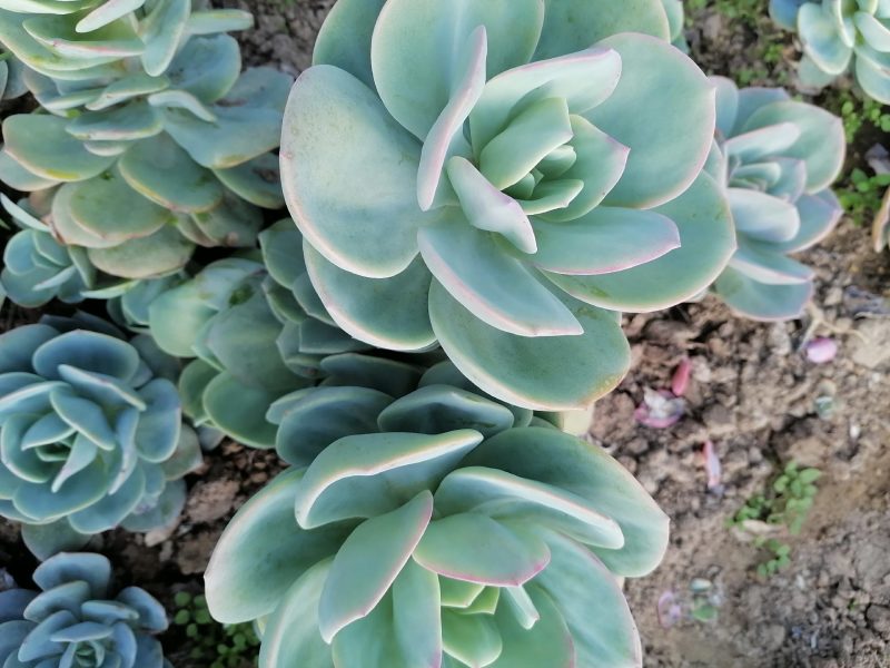 白凤，自然群生整桩无砍手捧老桩，自己大掤种植基地直发货，