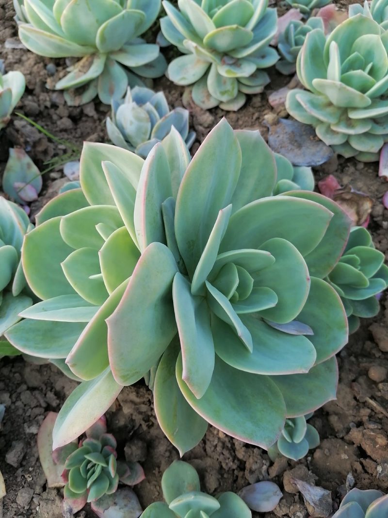 白凤，自然群生整桩无砍手捧老桩，自己大掤种植基地直发货，