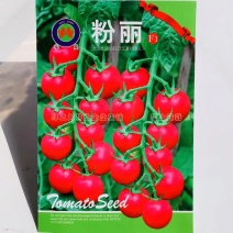 口感特好粉丽小番茄种子高秧早熟粉红水果番茄种籽抗裂
