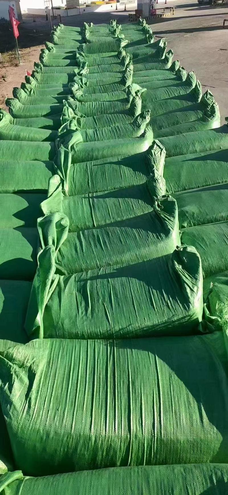 大田玉米秸秆青储青贮，饲料大量批发，水分低，一手货源