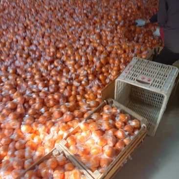 质量好，口感好，硬度好，价格便宜，服务好