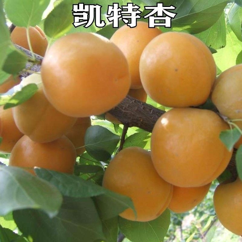 正宗凯特杏树苗嫁接大果杏子苗盆栽地栽庭院南北方种植耐寒