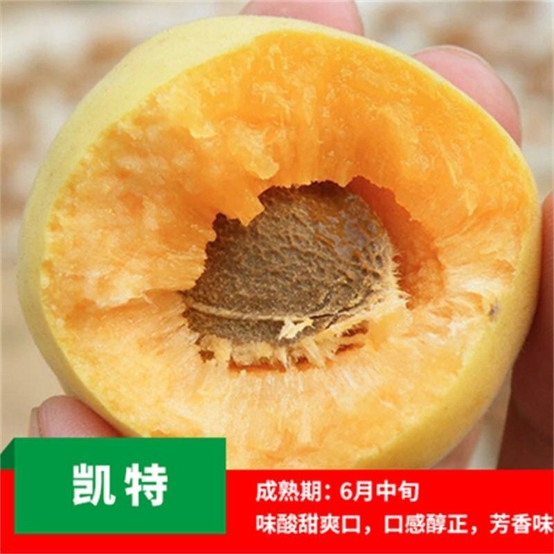 正宗凯特杏树苗嫁接大果杏子苗盆栽地栽庭院南北方种植耐寒