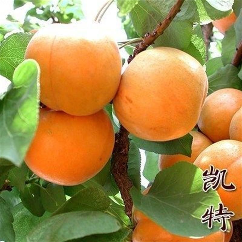 正宗凯特杏树苗嫁接大果杏子苗盆栽地栽庭院南北方种植耐寒