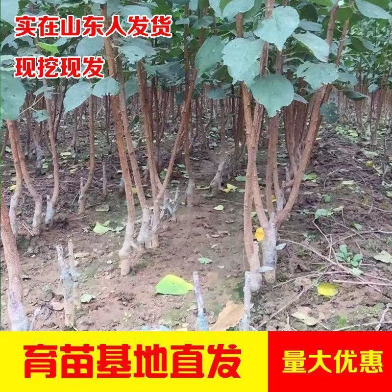 正宗凯特杏树苗嫁接大果杏子苗盆栽地栽庭院南北方种植耐寒