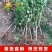 正宗凯特杏树苗嫁接大果杏子苗盆栽地栽庭院南北方种植耐寒