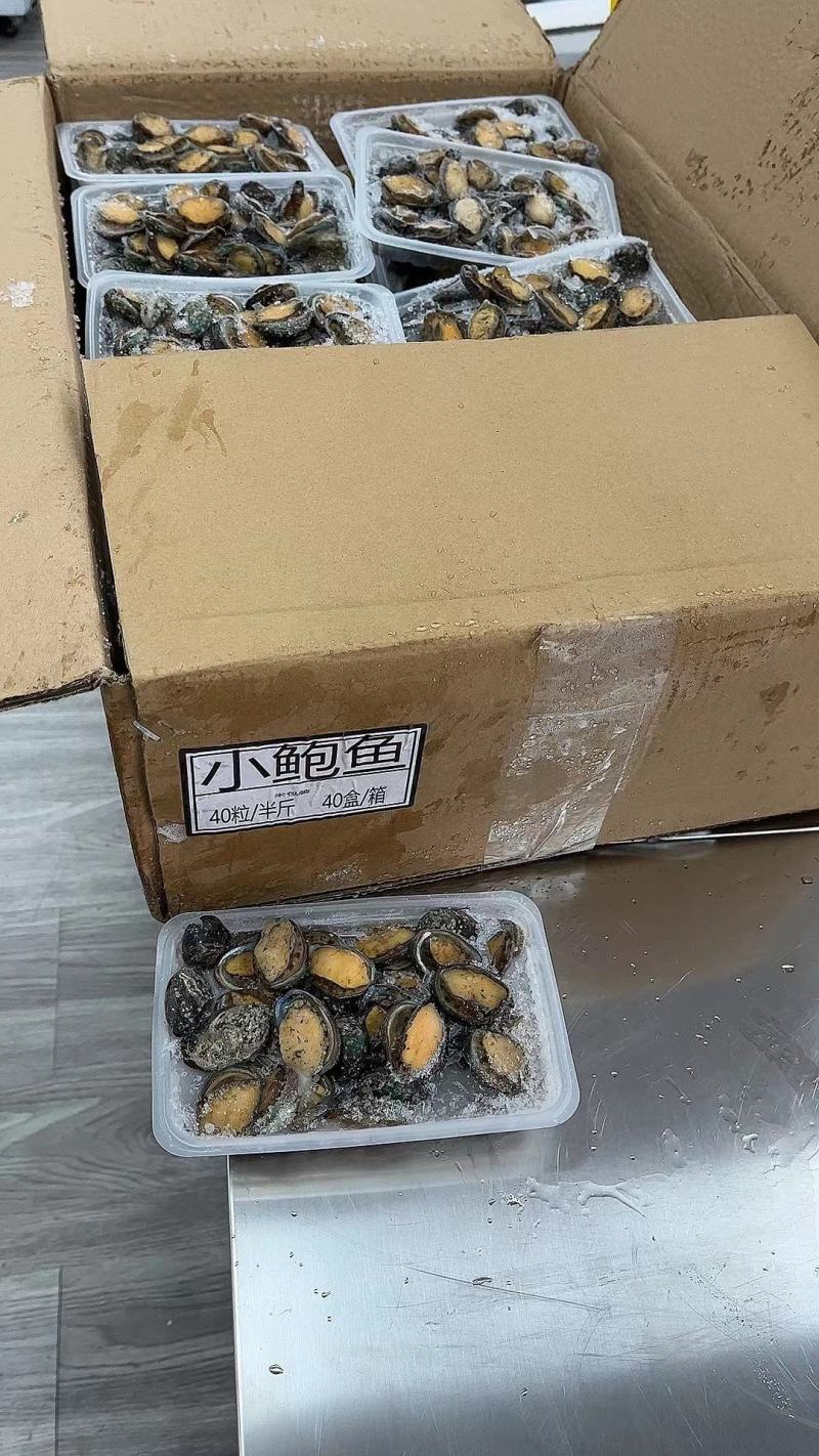 鲍鱼【海头厂家】小鲍鱼鲍鱼肉冻鲍鱼