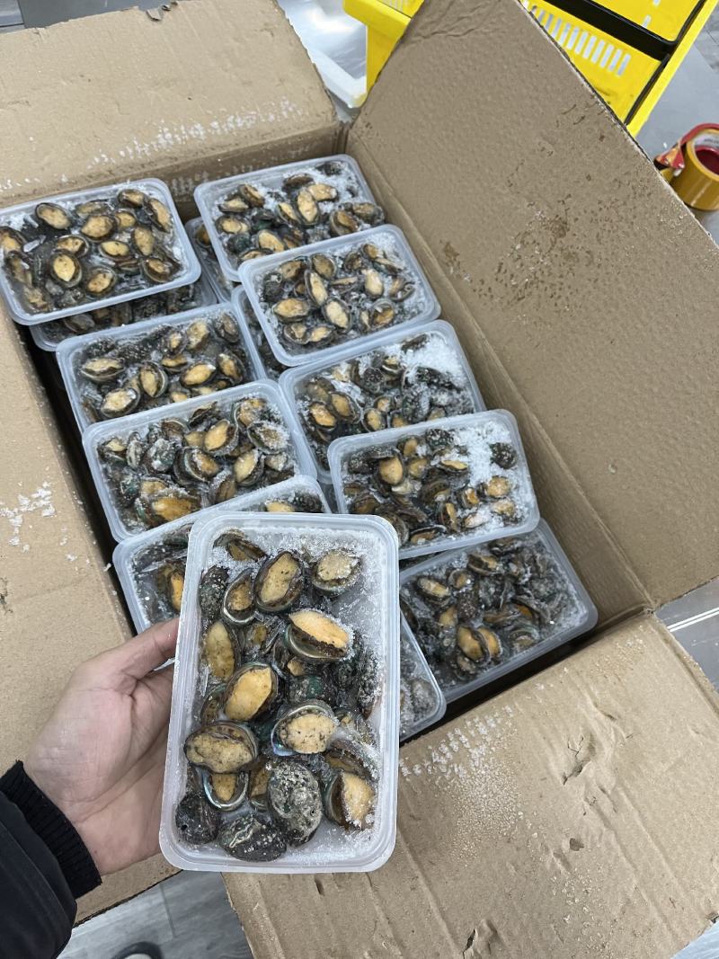 鲍鱼【海头厂家】小鲍鱼鲍鱼肉冻鲍鱼