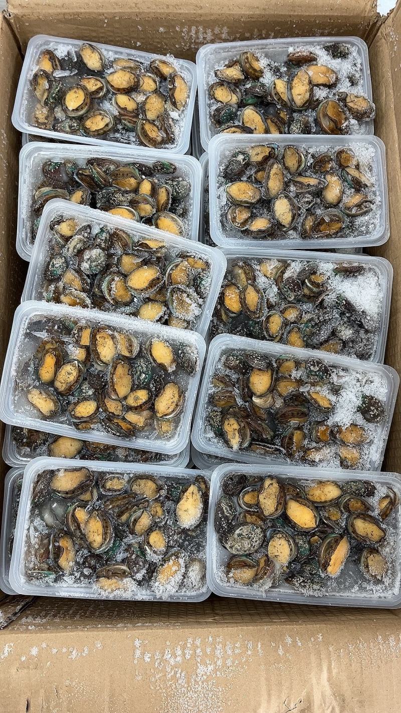 鲍鱼【海头厂家】小鲍鱼鲍鱼肉冻鲍鱼