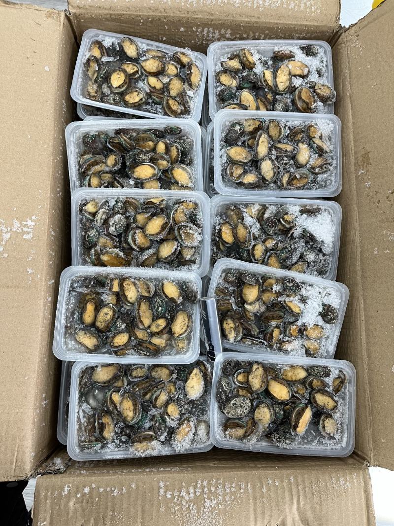 鲍鱼【海头厂家】小鲍鱼鲍鱼肉冻鲍鱼
