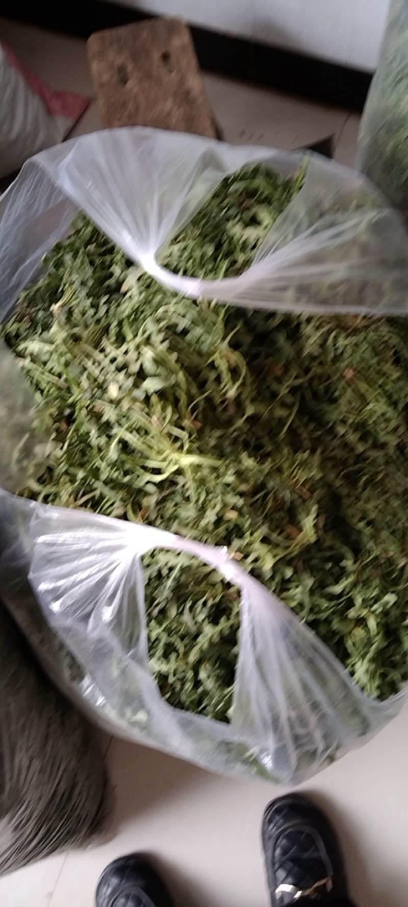 荠荠菜野菜野生荠荠菜芨芨菜