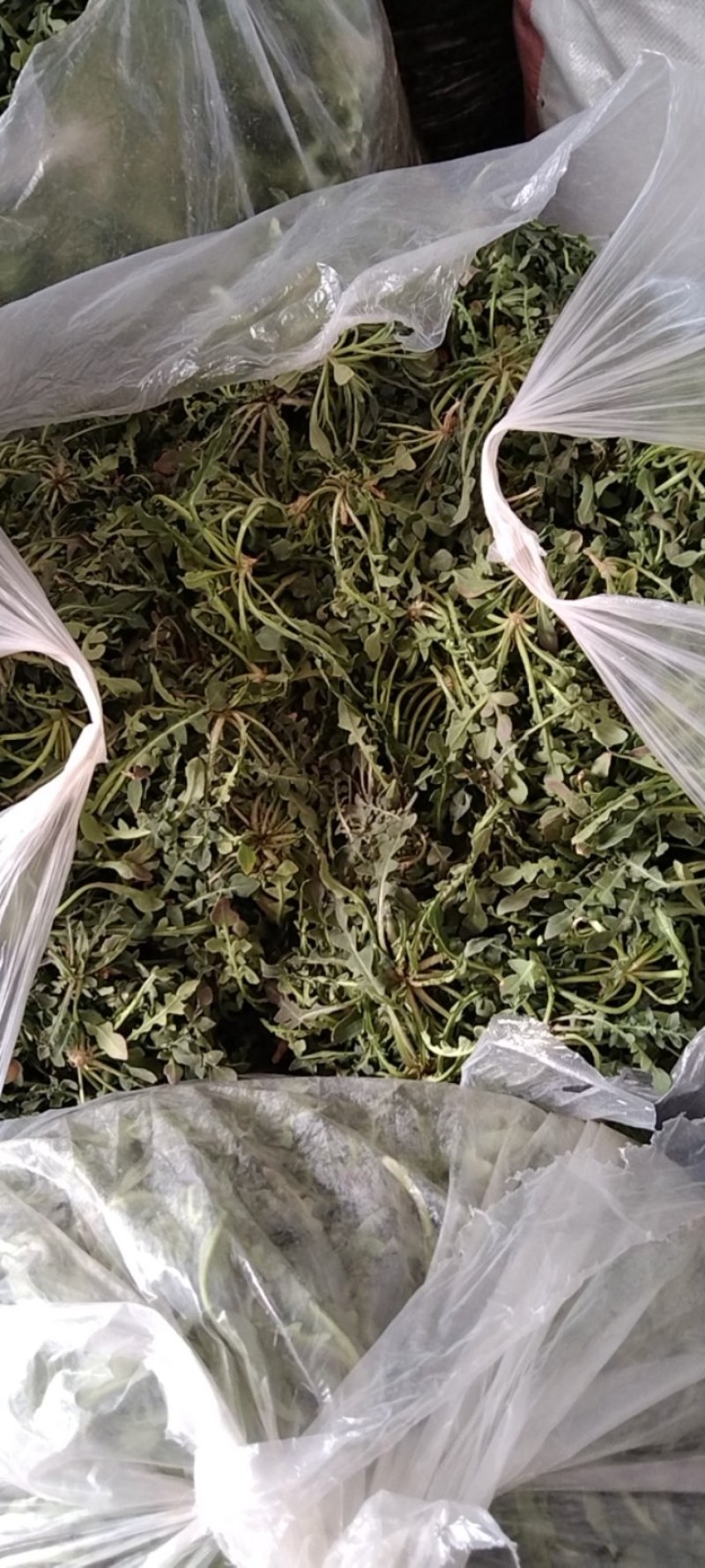 荠荠菜野菜野生荠荠菜芨芨菜