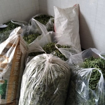 荠荠菜野菜野生荠荠菜芨芨菜