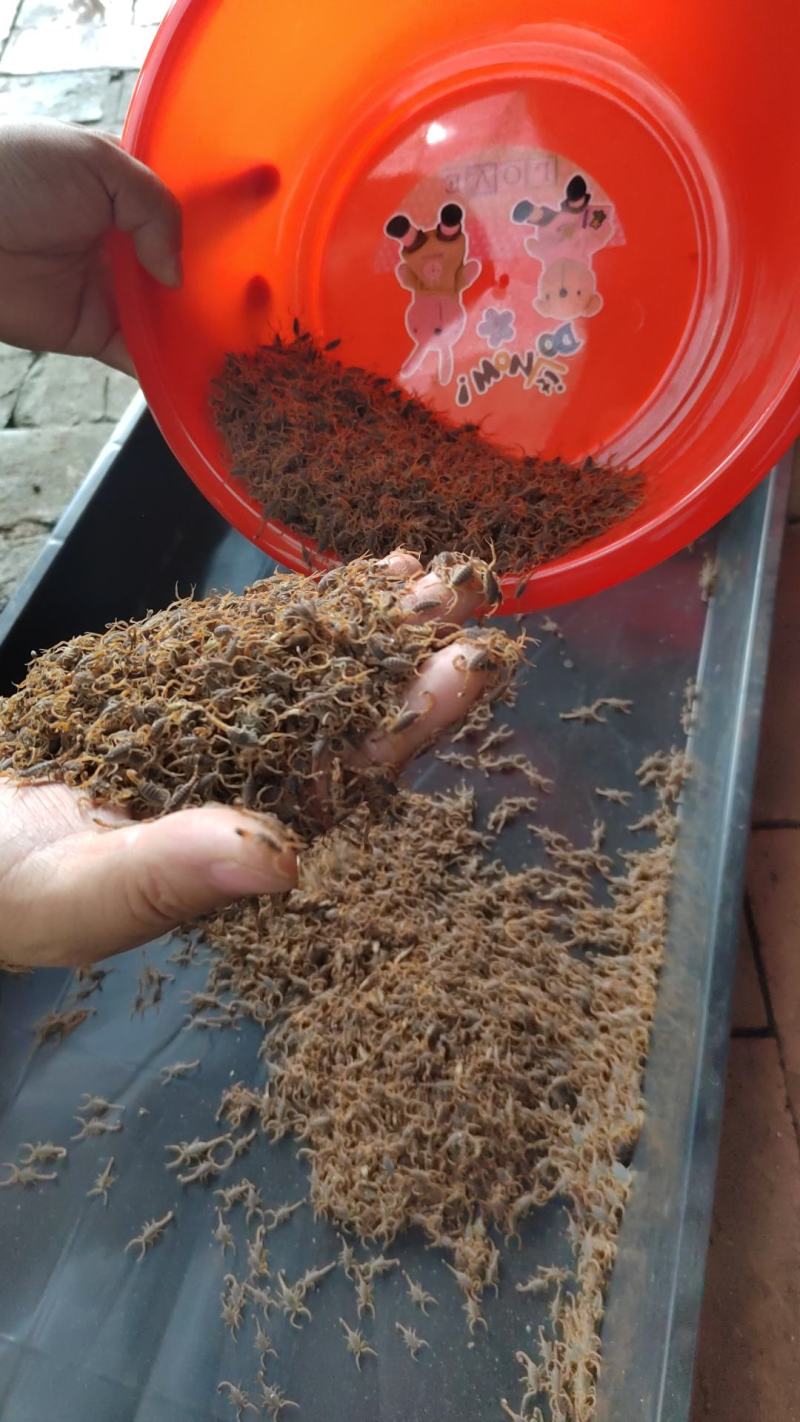 【牛商推荐】洛阳蝎子苗（2龄）产地现货现发诚信经营