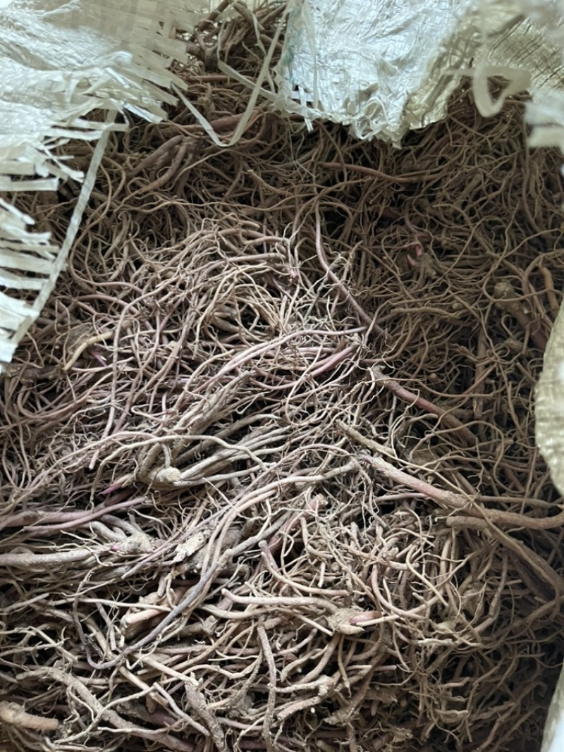 紫苑小辫秧苗干净量大优惠免费种植技术欢迎咨询服务