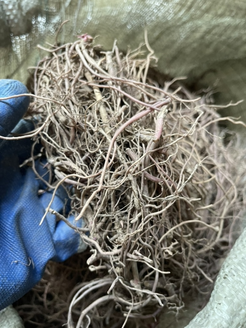 紫苑小辫秧苗干净量大优惠免费种植技术欢迎咨询服务
