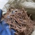 紫苑小辫秧苗干净量大优惠免费种植技术欢迎咨询服务