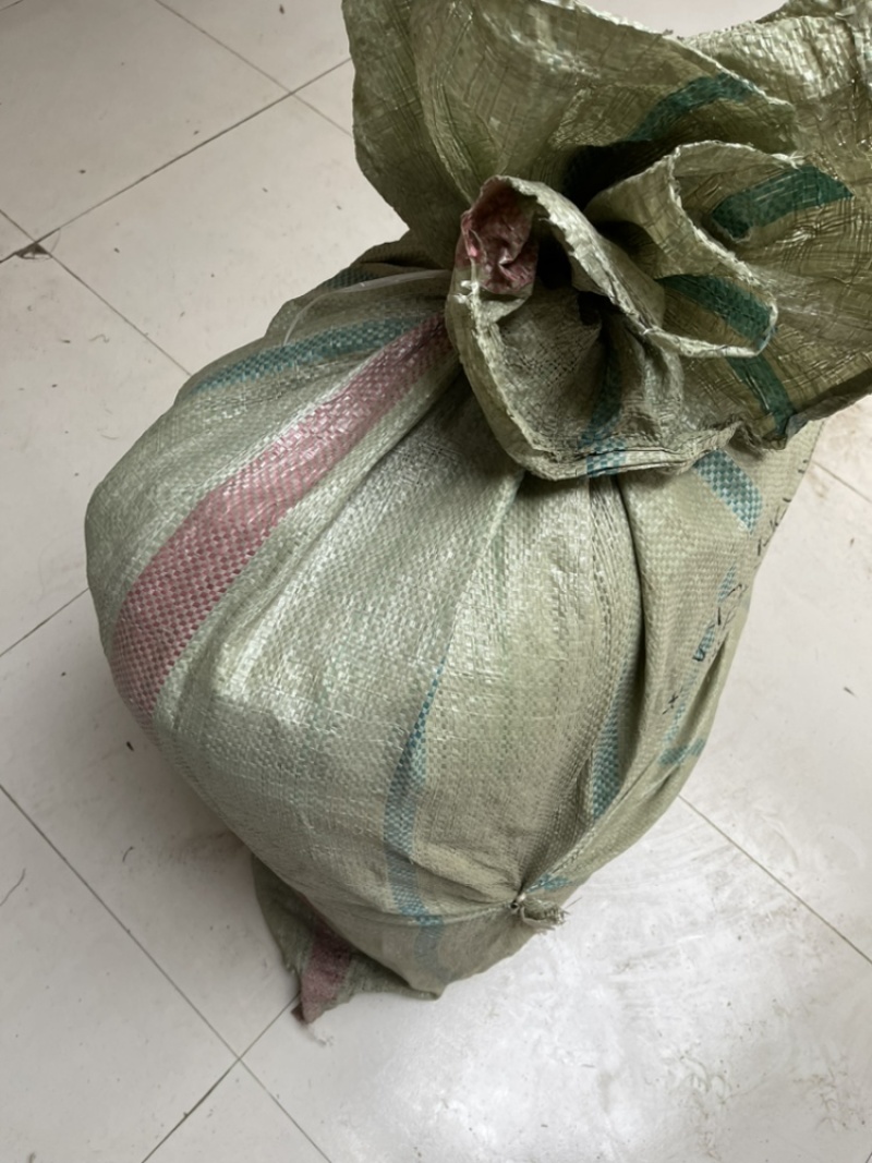 紫苑小辫秧苗干净量大优惠免费种植技术欢迎咨询服务