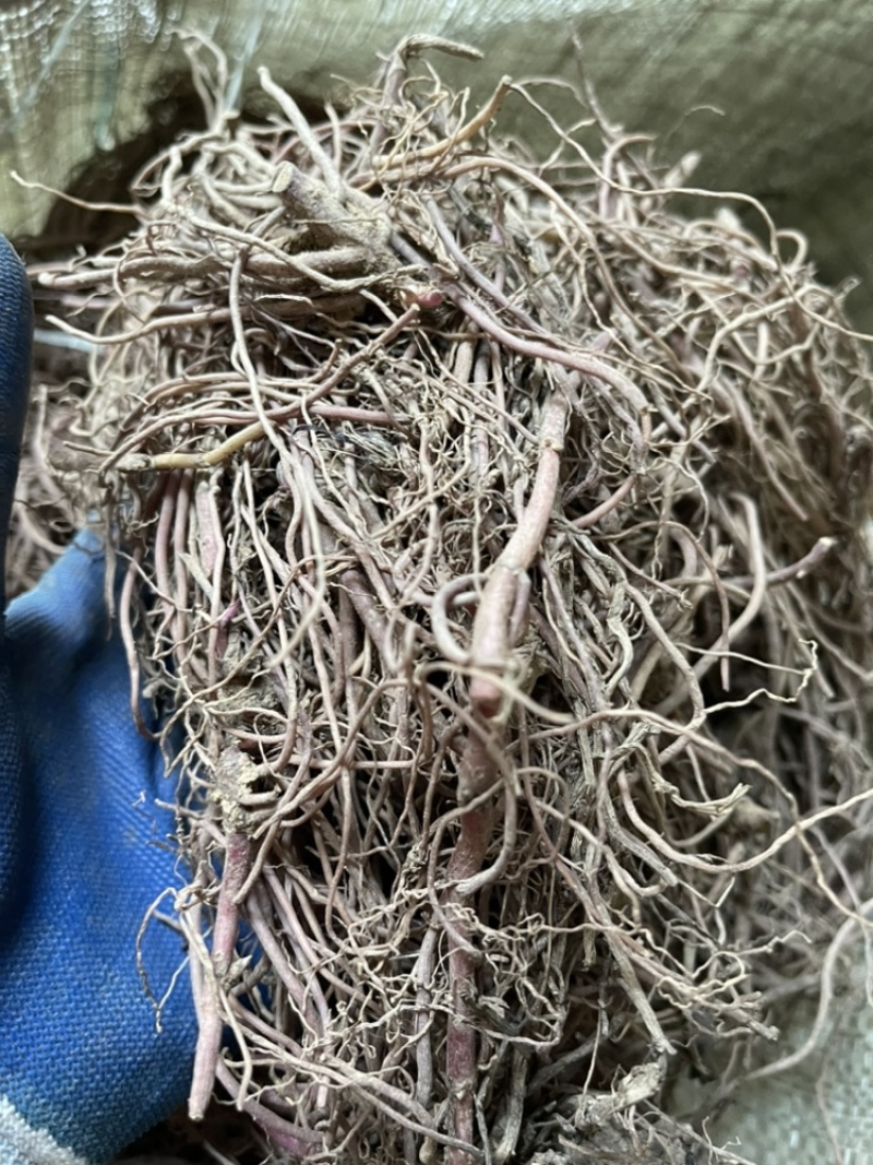 紫苑小辫秧苗干净量大优惠免费种植技术欢迎咨询服务