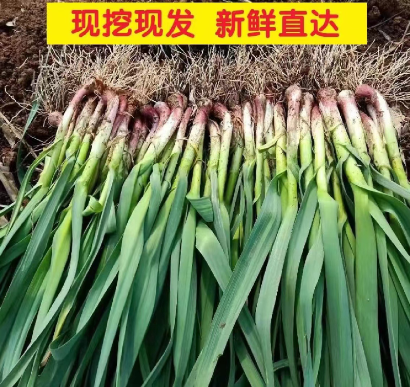 湖北省当阳市，红根蒜苗基地，大量上市蒜苗，质量很好