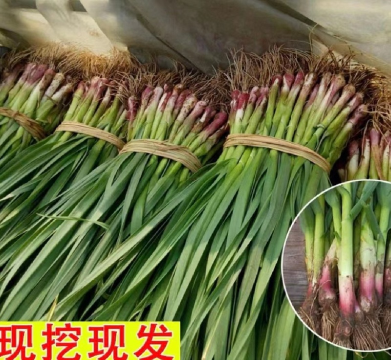 湖北省当阳市，红根蒜苗基地，大量上市蒜苗，质量很好