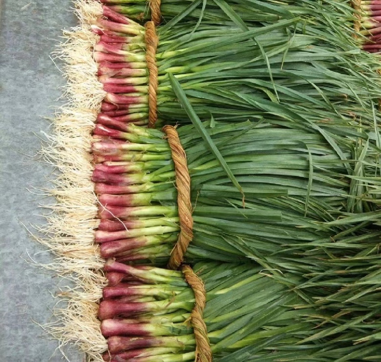 小红蒜与心血管健康的关联示意图