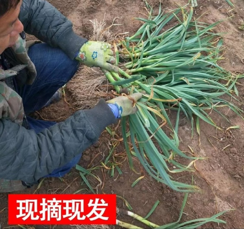 湖北省当阳市，红根蒜苗基地，大量上市蒜苗，质量很好