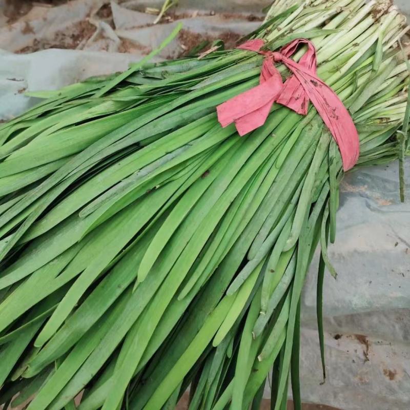 韭菜大量供应