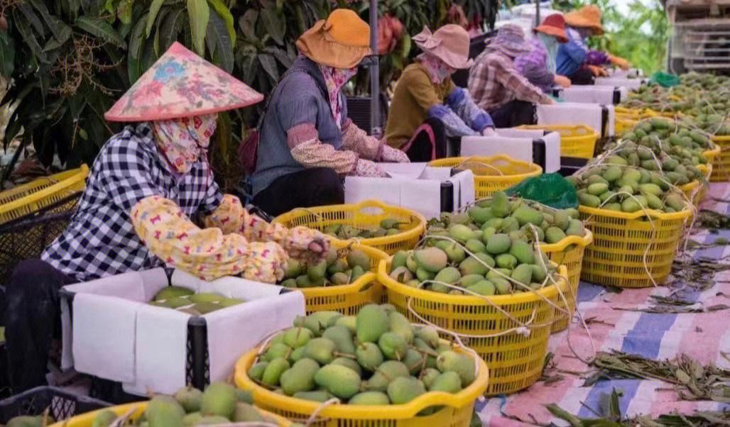 广西百色的果园中,成片的小台芒树挂满果实,农民正在采摘 广西百色小台芒果园