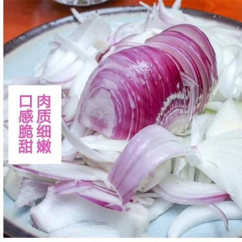 陕西渭南洋葱量大从优欢迎全国老板前来考察洽谈合作