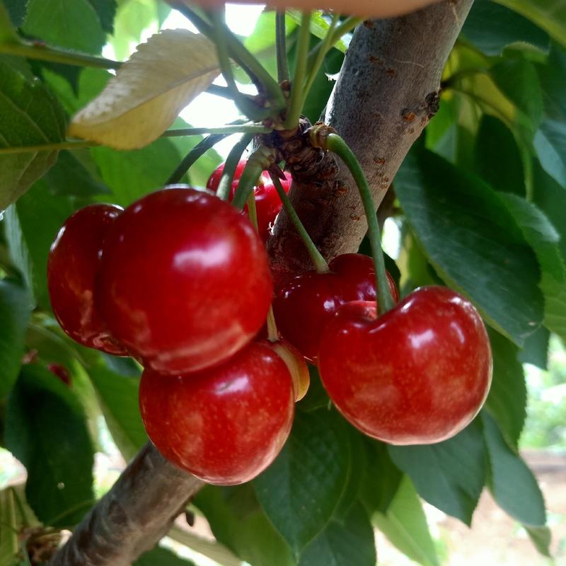 吉赛拉矮化樱桃树价格俄八美早鲁三布鲁克斯沙王樱桃苗