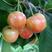 吉赛拉矮化樱桃树价格俄八美早鲁三布鲁克斯沙王樱桃苗
