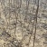 山楂树苗山楂树苗基地直发山楂树苗品种保证水果山楂苗