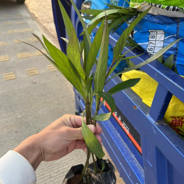 紫花翠芦莉，产地直销，欢迎来电咨询，一手货源