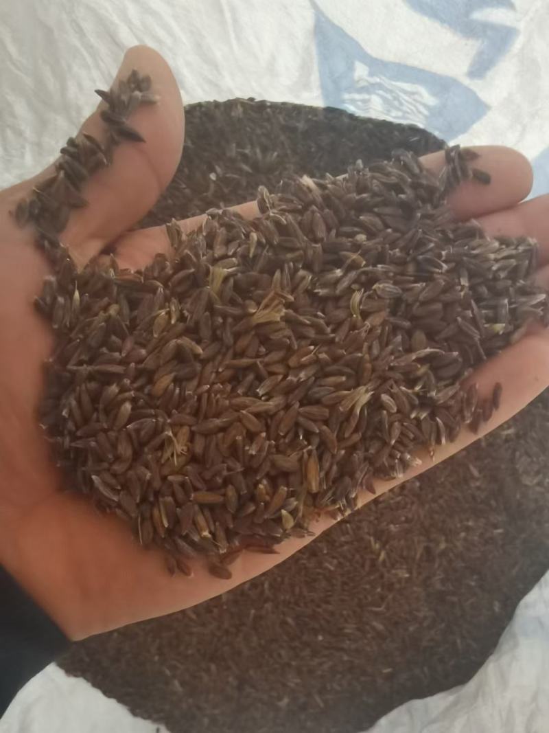 纯丹东本地条形朱砂点北苍术种子