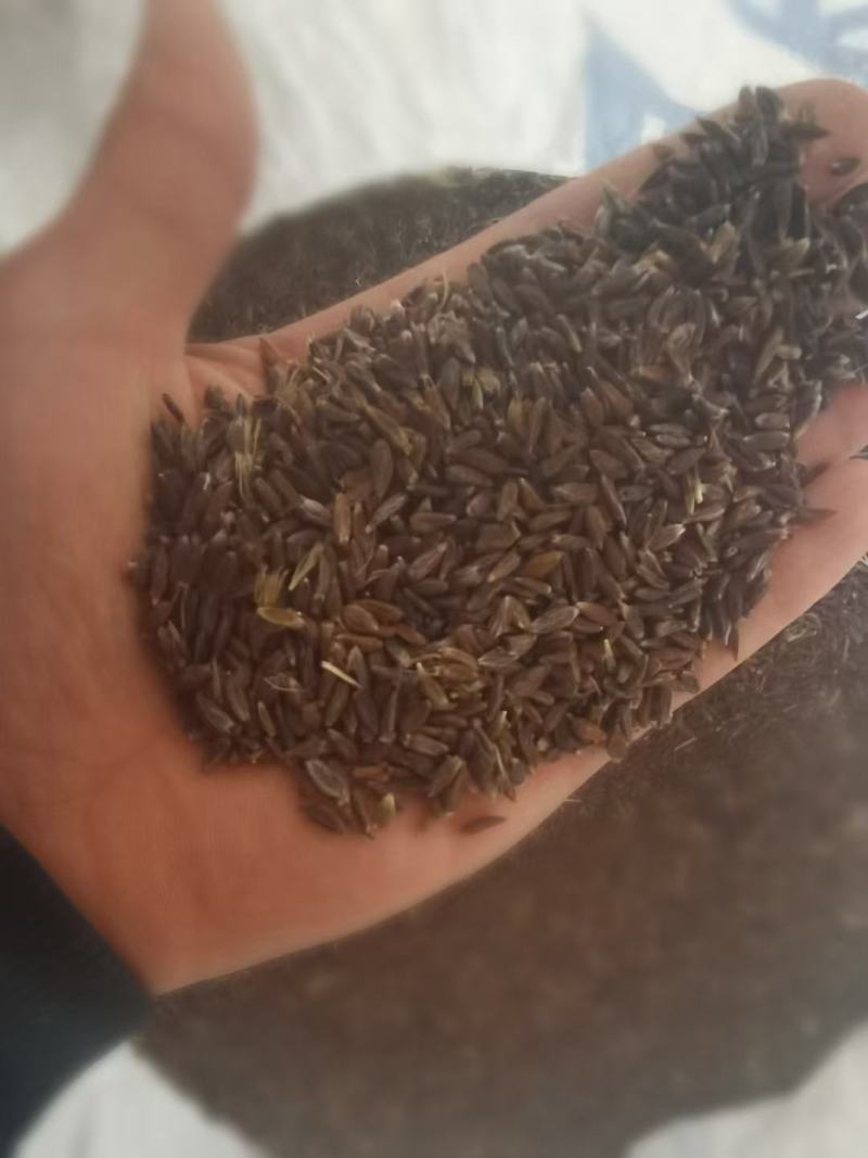 纯丹东本地条形朱砂点北苍术种子