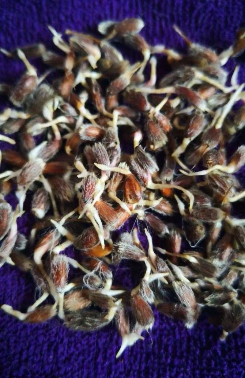 纯丹东本地条形朱砂点北苍术种子