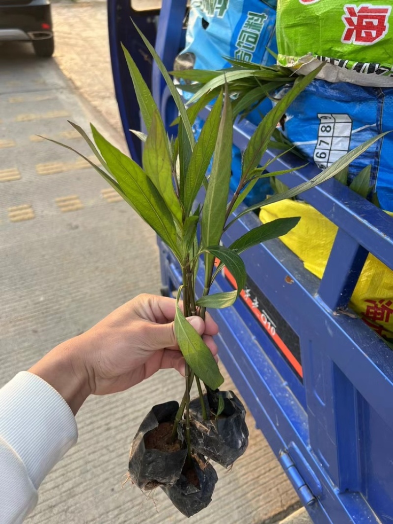 紫花翠芦莉，产地直销，欢迎来电咨询，一手货源