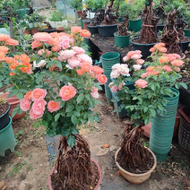 月季提根盆景，蔷薇提根，产地直发，质量欢迎采购