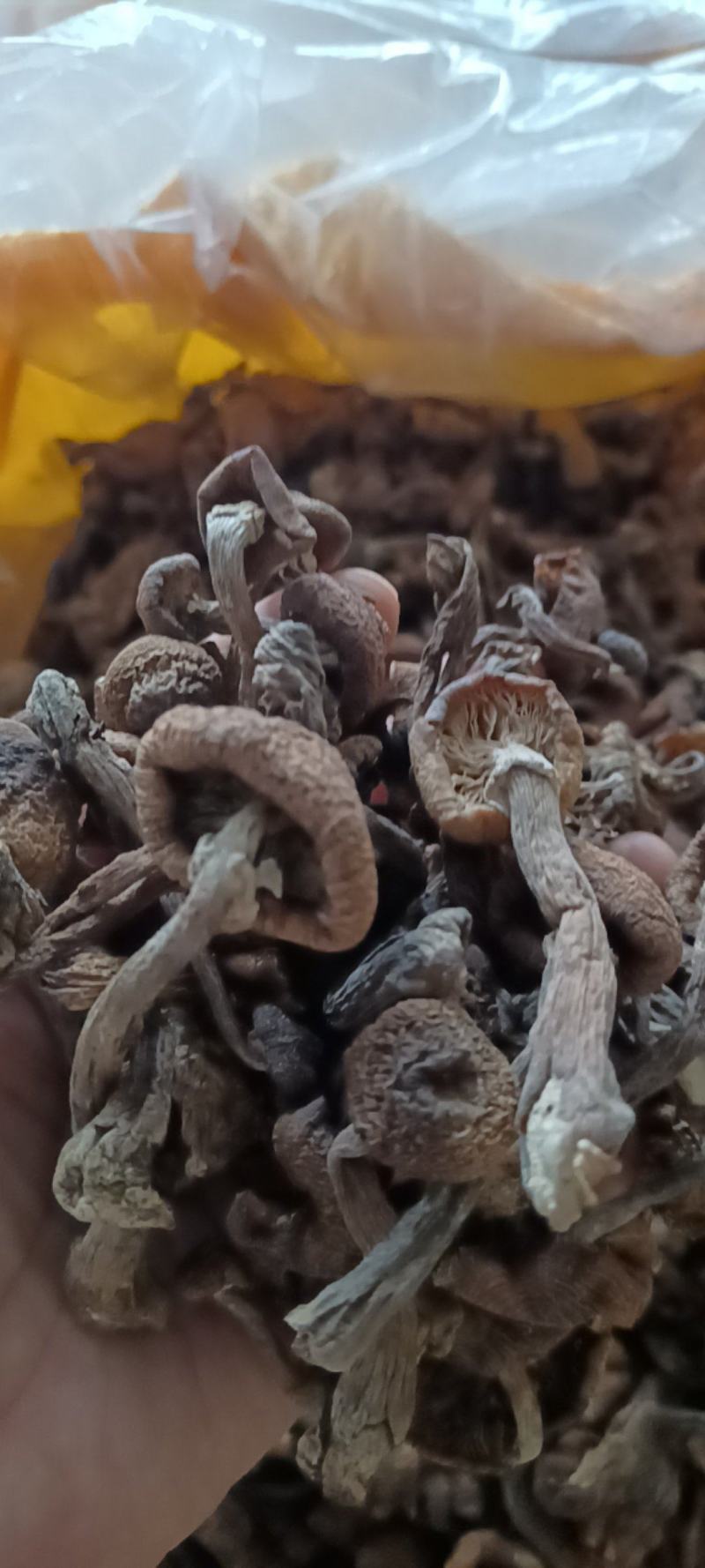 野生榛蘑丁，自然晾晒，剪根，过大沫，前期好货，无美颜，