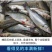 鲈鱼冻鲈鱼一条一斤和一斤以上都有