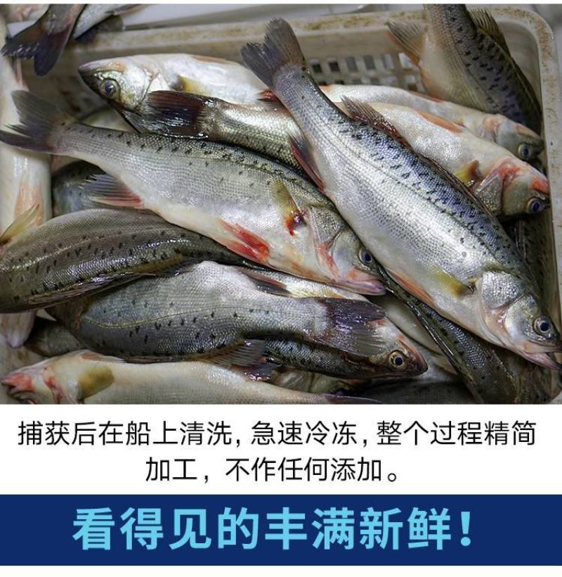 鲈鱼冻鲈鱼一条一斤和一斤以上都有