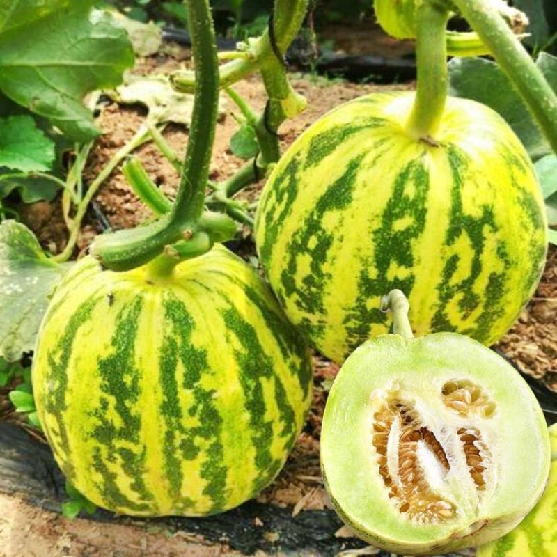 原装蜜研金脆花宝3号甜瓜种八里香薄皮豹纹绿肉高产抗病早熟