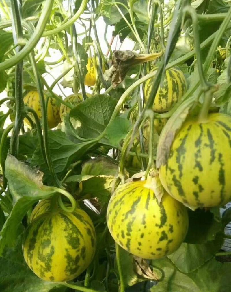 原装蜜研金脆花宝3号甜瓜种八里香薄皮豹纹绿肉高产抗病早熟