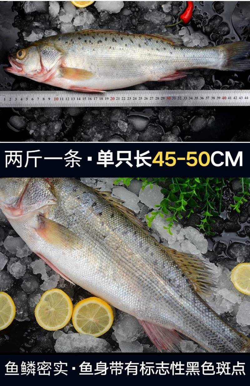 鲈鱼冻鲈鱼一条一斤和一斤以上都有